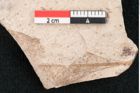 Foto (Detailansicht) von Sequoia couttsiae Heer (NHMW-GEO-2024-0188-7957)